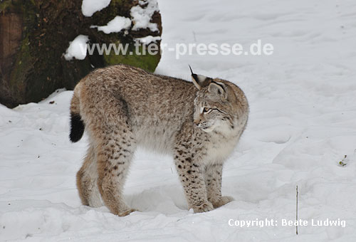 Luchs im Winter / Lynx, winter / Lynx lynx
