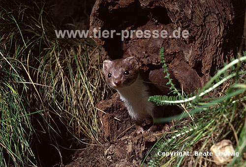 Mauswiesel, Kleines Wiesel / Weasel