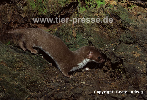 Mauswiesel, Kleines Wiesel / Weasel