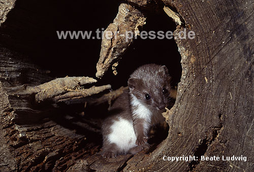 Junges Mauswiesel / Weasel, young