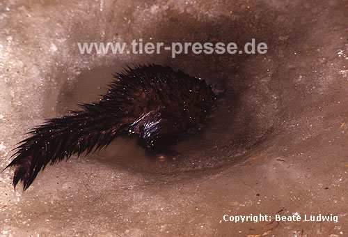 Amerikanischer Nerz, Mink, beim Abtauchen in einem Eisloch / American mink, diving through a hole under the ice