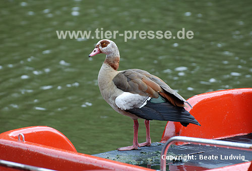 Nilgans auf Boot / Egyptian goose staying on a boat / Alopochen aegyptiacus