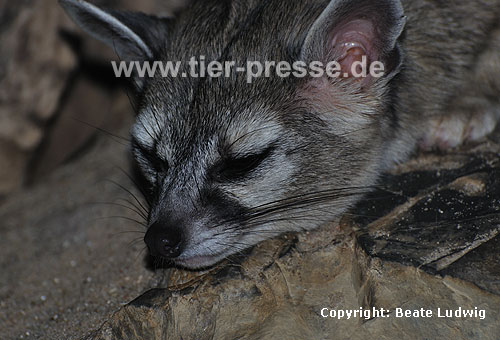 Nordamerikanisches Katzenfrett / Ringtail, Civet cat / Bassariscus astutus