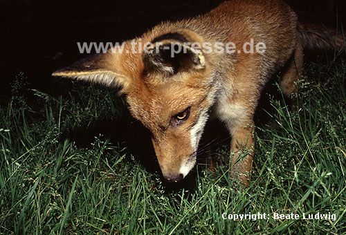 Rotfuchs, junger R�de / Red fox, young male / Vulpes vulpes