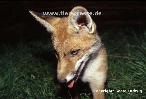 Rotfuchs, junger R�de / Red fox, young male / Vulpes vulpes