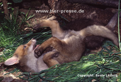 Rotfuchs, junger R�de spielt / Red fox, young male, playing / Vulpes vulpes