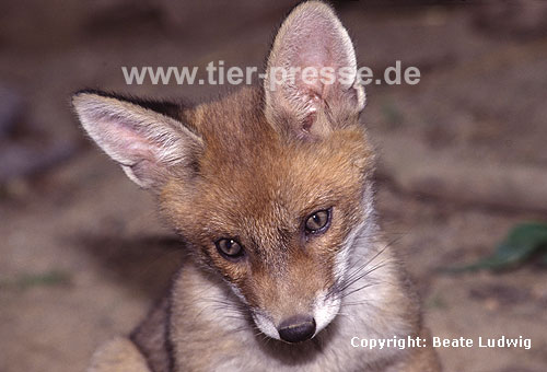 Rotfuchs, junger R�de / Red fox, young male, playing / Vulpes vulpes