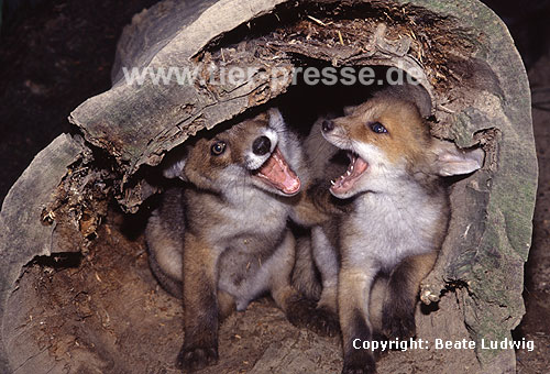 Rotfuchs, junger R�de und junge F�he beim Spielen, mit Spielgesicht / Red fox, young male and young female playing, showing open-mouth play-face / Vulpes vulpes