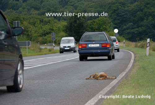 Rotfuchs, Verkehrsopfer / Red fox, killed by a car / Vulpes vulpes