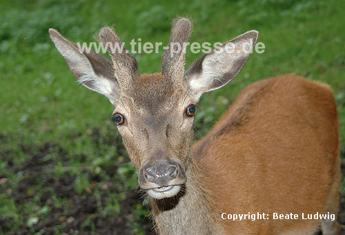 Rothirsch / Red deer
