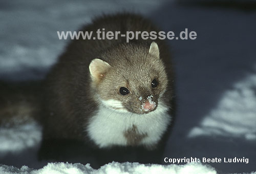 Steinmarder-R�de im Schnee / Beech marten, (male) in the snow / Martes foina