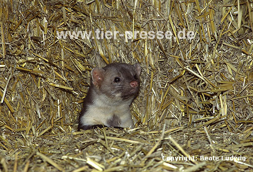 Steinmarder-R�de im Stroh / Beech marten (male) on straw loft