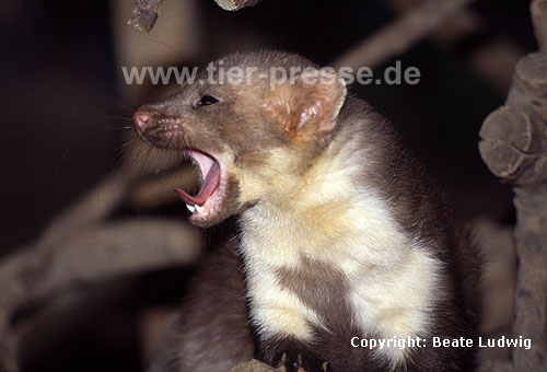 Steinmarder-R�de beim G�hnen / Beech marten, male, yawning