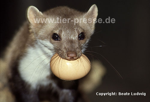 Steinmarder-F�he transportiert ein H�hner-Ei / Beech marten female carrying an egg