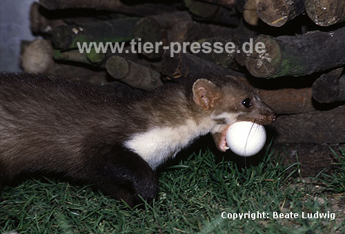 Steinmarder-F�he transportiert ein H�hner-Ei / Beech marten female carrying an egg