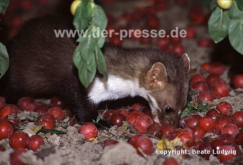 Steinmarder-F�he frisst Mirabellen / Beech marten female eating small yellow plums