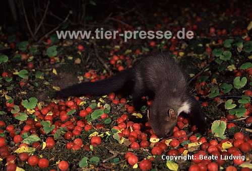 Steinmarder-F�he frisst Mirabellen / Beech marten female eating small yellow plums