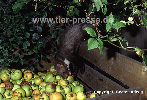 Steinmarder-F�he holt sich einen Apfel vom Koposthaufen / Beech marten female taking an apple from a compost heap