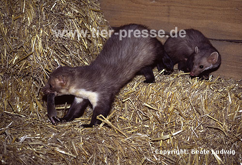 Steinmarder R�de frisst eine Maus, F�he beobachtet R�den / Beech marten male eating a mouse, female watching male
