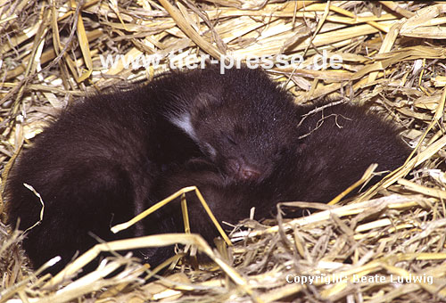 Steinmarder-Jungtiere, ein Tag alt / Beech marten cubs, one day old