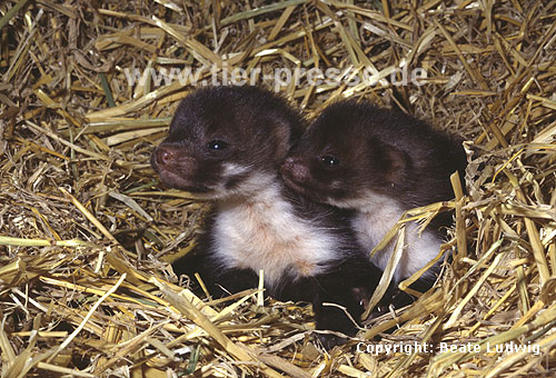 Steinmarder-Jungtiere, sechs Wochen alt / Beech marten cubs, six weeks old