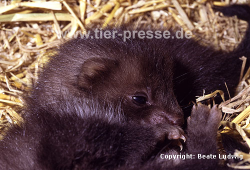 Steinmarder-Jungtier, sechs Wochen alt / Beech marten cub, six weeks old