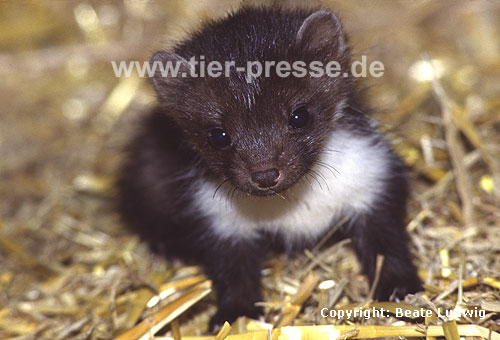 Steinmarder-Jungtier, F�he, acht Wochen alt / Beech marten cub, female, eight weeks old