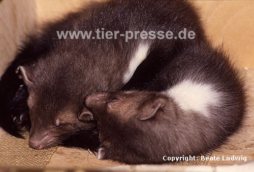 Schlafende Steinmarder-Jungtiere, etwa zehn Wochen alt / Sleeping Beech marten cubs, about ten weeks old