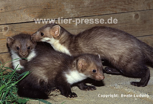 Steinmarder-F�he (rechts) mit Jungtieren / Beech marten female (right) and cubs