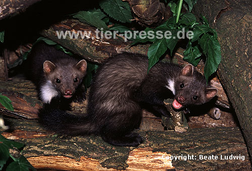 Steinmarder-Jungtiere, links R�de, rechts F�he mit Spielgesicht / Beech marten cubs, male (left), female with open-mouth play-face (right)