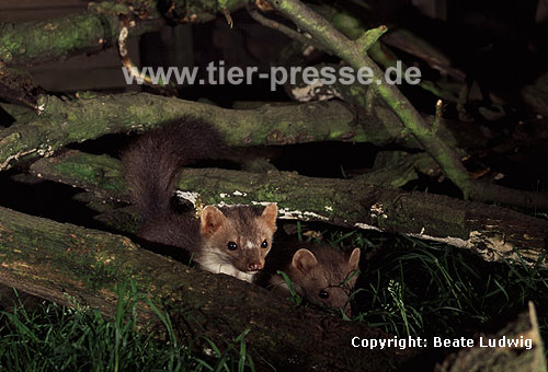 Steinmarder-F�he (links) mit Jungtier (rechts) / Beech marten female (left) with cub (right)