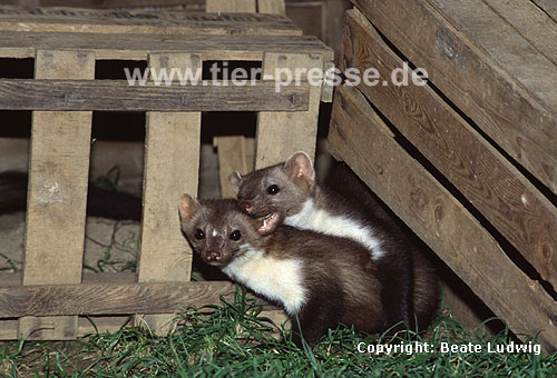 Steinmarder Jungtier (rechts) bei�t seine Mutter (links) beim Spiel / Beech marten cub (right) biting its mother (left), play behaviour