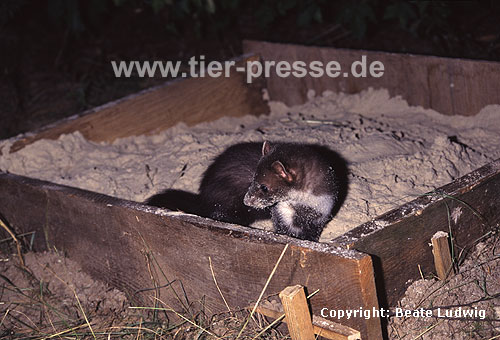 Junger Steinmarder-R�de spielt in einem Sandkasten / Young Beech marten (male) playing in a sand box