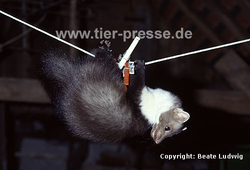 Junge Steinmarder-F�he spielt an einer W�scheleine, auf einem Dachboden / Young Beech marten (female) playing at a clothing-line, on a loft