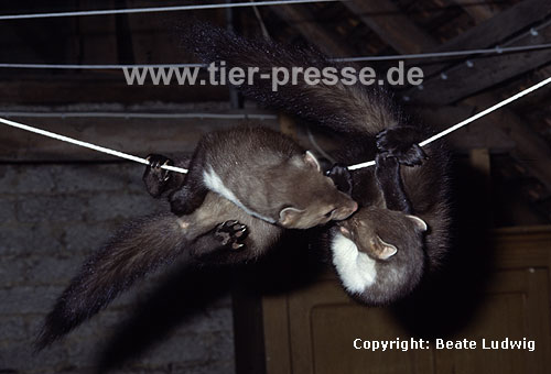 Junge Steinmarder-F�hen spielen an einer W�scheleine, auf einem Dachboden / Young Beech martens (females) playing at a clothing-line, on a loft