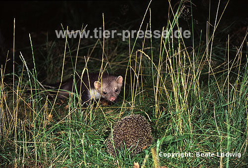 Junger Steinmarder-R�de beobachtet vorsichtig einen Igel / Young Beech marten (male) carefully watching a hedgehog