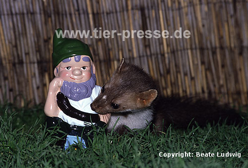 Steinmarder-F�he erkundet einen Gartenzwerg / Beech marten (female) exploring a garden dwarf