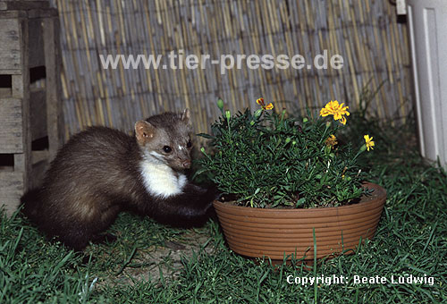 Steinmarder-F�he erkundet eine Blumenschale / Beech marten (female) exploring a flower-pot