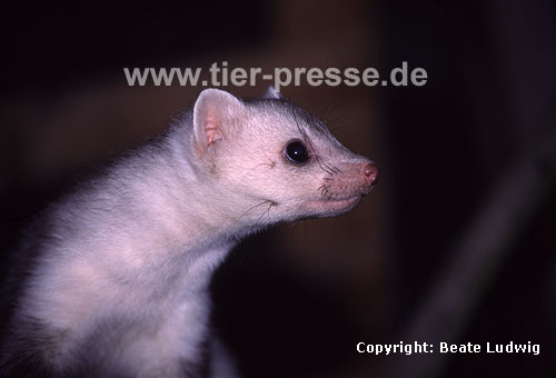 Steinmarder-R�de mit heller Fellf�rbung / Beech marten (male) with whitish fur