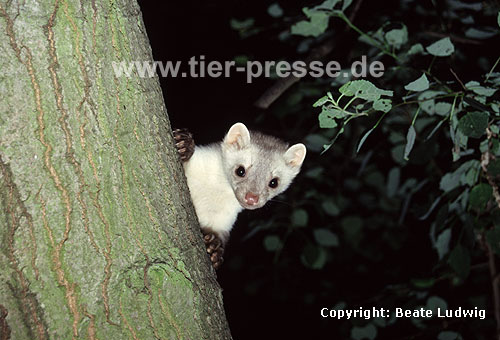 Steinmarder-R�de mit heller Fellf�rbung / Beech marten (male) with whitish fur