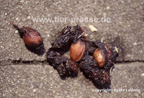 Steinmarder-Kot mit Obstkernen / Beech marten, faeces with plum-stones