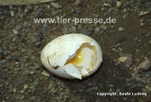 Von einem Steinmarder gefressenes H�hner-Ei / Hen�s egg, eaten by a Beech marten