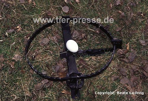 Falle mit K�der-Ei / Trap with bait (egg)
