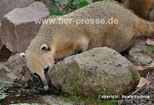 Südamerikanischer Nasenbär / Ring-tailed coati, Red coati / Nasua nasua