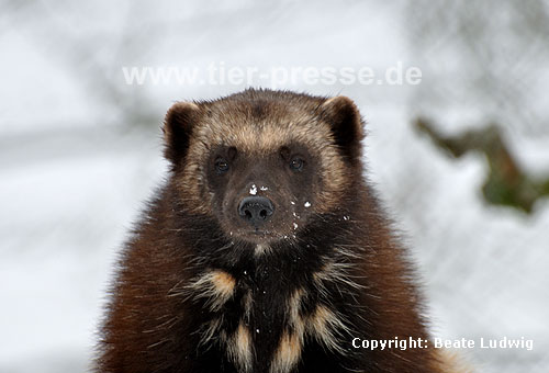 Vielfa� im Winter (Gulo gulo) / Wolverine in winter (Gulo gulo)