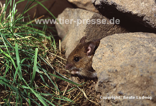 Waldmaus / Wood mouse