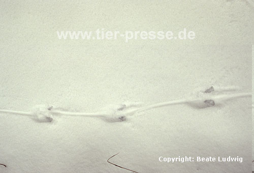 Wanderratte, Spuren im Schnee / Brown rat, foot prints in the snow