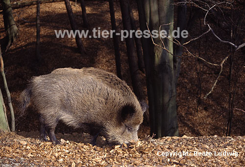 Wildschwein, Bache / Wild boar, sow