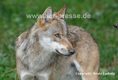 Europ�ischer Wolf / Grey Wolf / Canis lupus