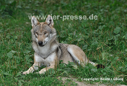 Europ�ischer Wolf / Grey Wolf / Canis lupus